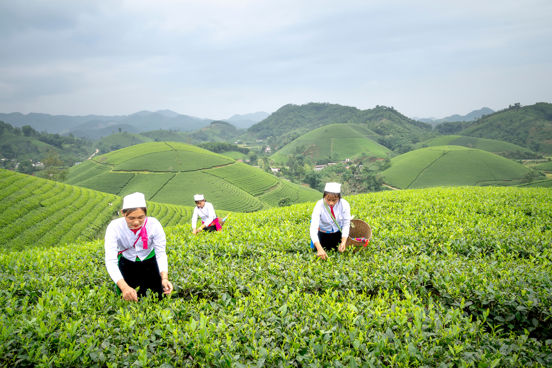 Group of farmers harvesting tea in green field