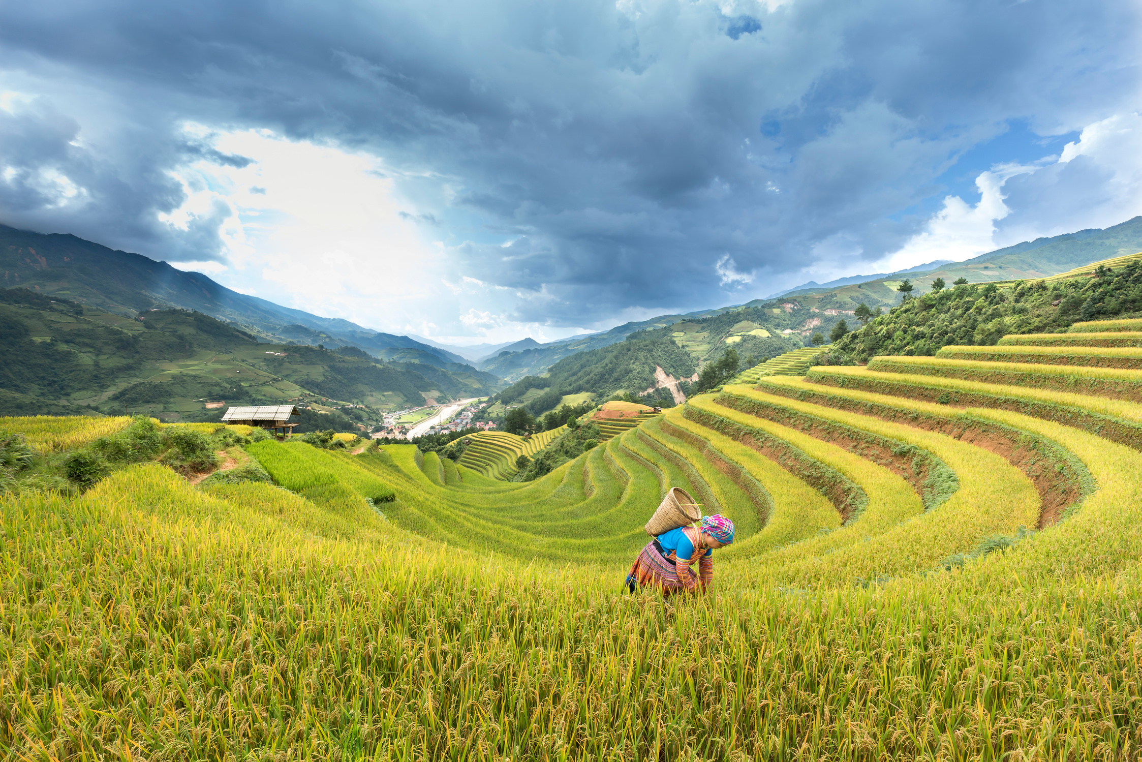 Woman Carrying Brown Basket Surrounded By Rice Field